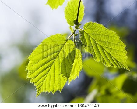 Leaves of Hazelnut tree Corylus in sunlight with bokeh background selective focus shallow DOF