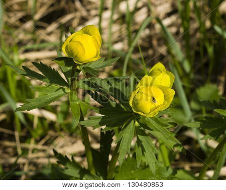 Fly on Wild globeflower Trollius europaeus blooming with bokeh background close-up selective focus shallow DOF