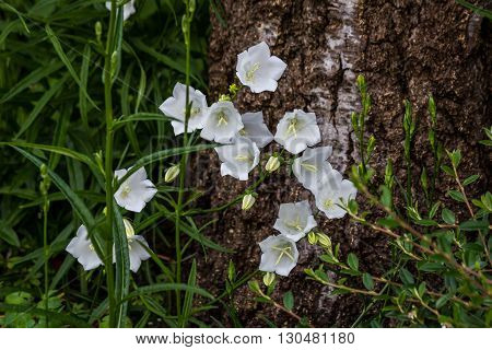 White bell flowers Campanulas Carpatica Alba in nature
