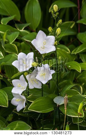 White bell flowers Campanulas Carpatica Alba in nature