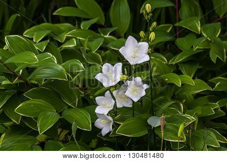 White bell flowers Campanulas Carpatica Alba in nature