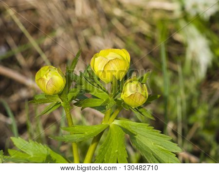Wild globeflower Trollius europaeus bloom with bokeh background close-up selective focus shallow DOF