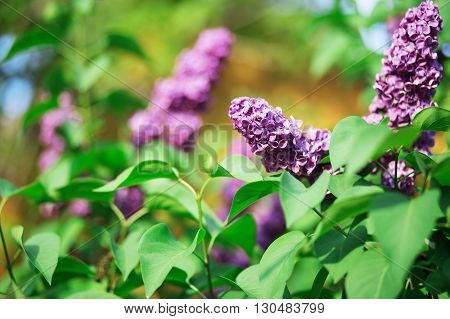 Branch Of Lilac Flowers With The Leaves.