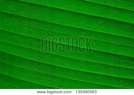 Close up the texture of banana leaf.
