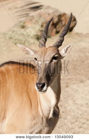 Elandantilope