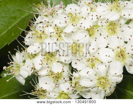 Blossoming hawthorn or maythorn Crataegus flowers close-up selective focus shallow DOF