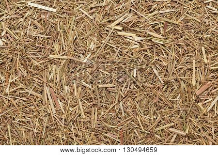 Organic dried Indian Lemongrass (Cymbopogon citratus). Macro close up background texture. Top view.