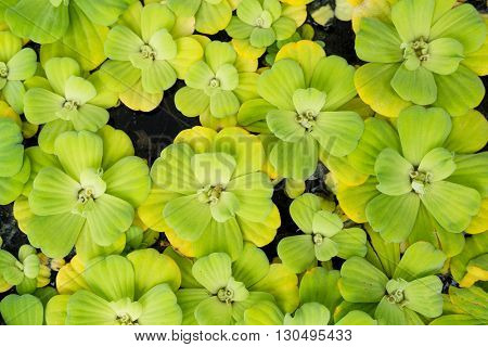 Green duckweed