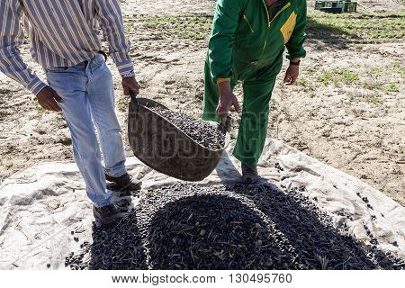 Jaen Spain - January 2 2016: Two farmers unload olives in a heap on the floor during the winter in January take in Jaen Spain