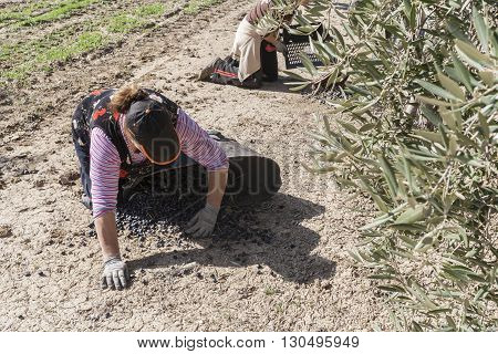 Jaen Spain - January 2008 23: Women farmers during the campaign of olive in a field of olive trees drag the olives in a basket from the floor take in Jaen Spain