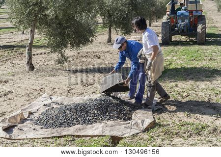 Jaen Spain - January 2 2016: Farmer dumps olives collected in a lot during the winter in January take in Jaen Spain
