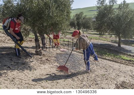 Jaen Spain - January 2008 23: Farmer during the campaign of olive in a field of olive trees farmer accumulating olives with a rake take in Jaen Spain