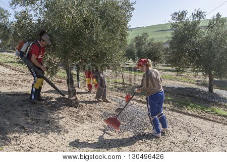 Jaen Spain - January 2008 23: Farmer during the campaign of olive in a field of olive trees farmer accumulating olives with a rake take in Jaen Spain