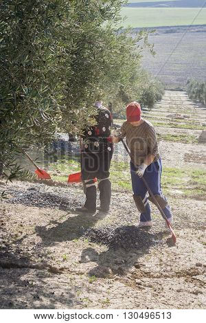 Jaen Spain - January 2008 23: Farmer during the campaign of olive in a field of olive trees farmer accumulating olives with a rake take in Jaen Spain