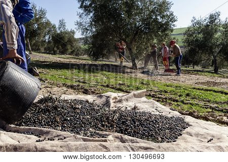 Jaen Spain - January 2 2016: Farmer dumps olives collected in a lot during the winter in January take in Jaen Spain