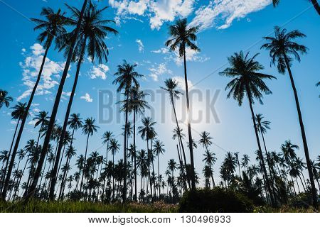 Silhouette of coconut grove on the blue sky with sun lens flare effects at tropical island.