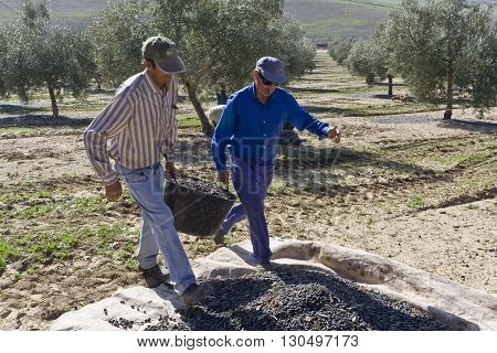 Jaen Spain - January 2,  2016: Two farmers unload olives in a heap on the floor during the winter in January take in Jaen Spain