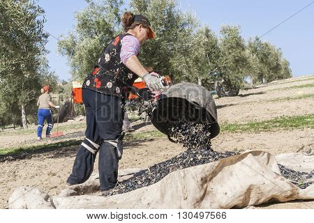 Jaen Spain - January 2 2016: Farmer dumps olives collected in a lot during the winter in January take in Jaen Spain