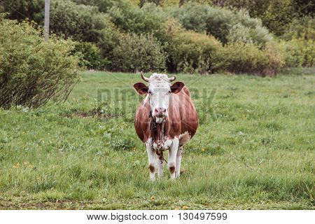 white and brown cow standing in a green field on a background of bushes