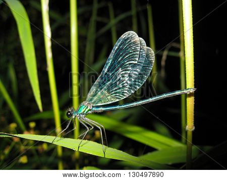 Calopteryx splendens on the grass near the pond