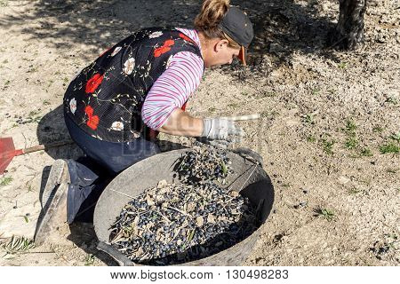 Jaen Spain -January 2008 23: Woman farmer of knees on the ground during the olive harvest campaign check lot of olives in basket take in Jaen Spain