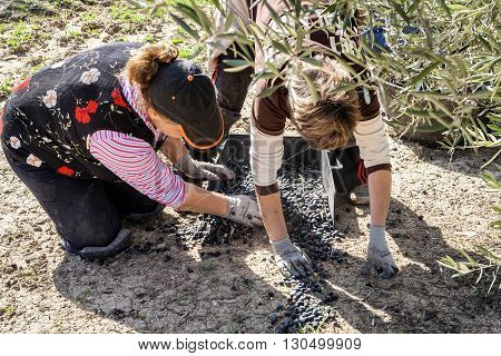 Jaen Spain - January 2008 23: Women farmer of knees on the ground during the olive harvest campaign check lot of olives in basket take in Jaen Spain
