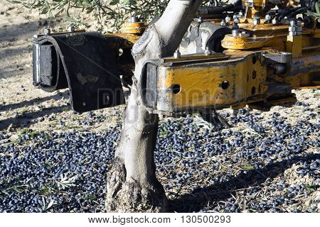 Vibrating machine in an olive tree olive compilation of mechanical form during the winter in January take in Jaen Spain