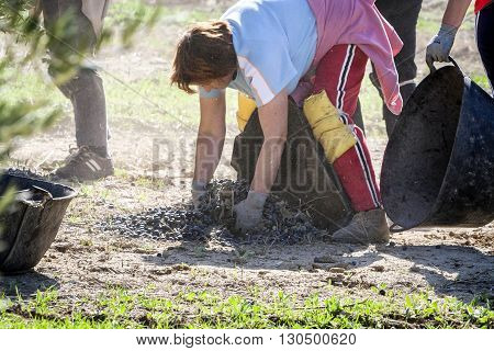 Jaen Spain - January 2008 23: Women farmers during the campaign of olive in a field of olive trees drag the olives in a basket from the floor take in Jaen Spain