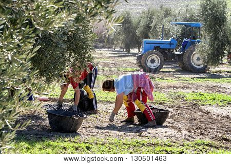 Jaen Spain - January 2008 23: Women farmers during the campaign of olive in a field of olive trees drag the olives in a basket from the floor take in Jaen Spain