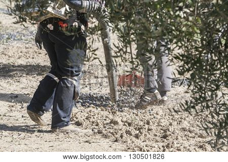 Jaen Spain - January 2008 23: Farmer during the campaign of olive in a field of olive trees farmer accumulating olives with a rake take in Jaen Spain