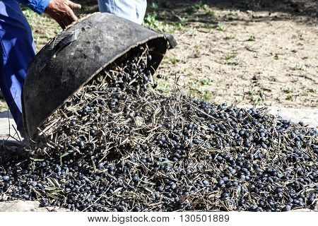 Farmer dumps olives collected in a lot during the winter in January take in Jaen Spain