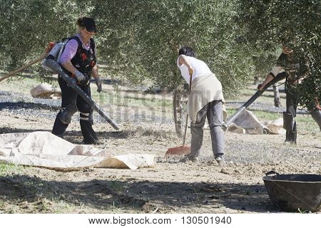 Jaen Spain - January 2008 23: Farmer during the campaign of olive in a field of olive trees farmer accumulating olives with a rake take in Jaen Spain