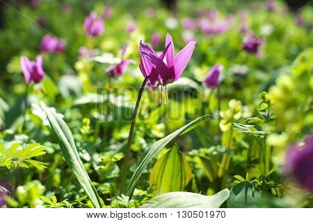 Many purple flowers in spring green forest.