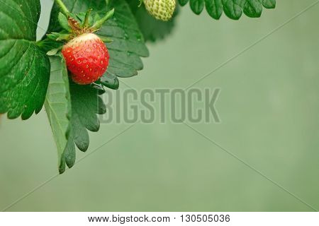 Remontant Strawberries Close Up On The Green Background