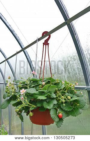 Blooming Remontant Strawberries  In Hanging Basket