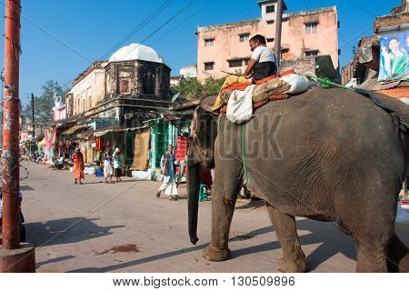 UTTAR PRADESH, INDIA - DECEMBER 29, 2012: Indian elephant goes through the old city on December 29, 2012 in Chitrakoot India. Forest area in Uttar Pradesh is 16583 km2 which is about 6.88 perc of the state.