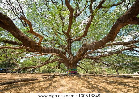 view of big Rain Tree with branch magnify