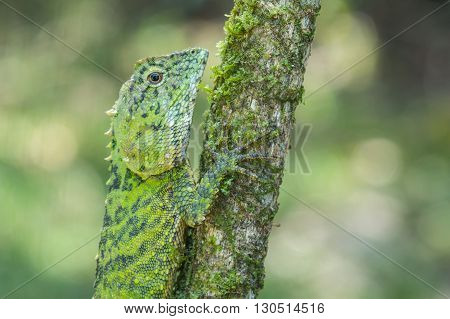 Green Lizard , Close up with a beautiful lizard , Close up view of a cute green Lizard on the wild