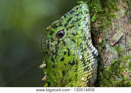 Green Lizard , Close up with a beautiful lizard , Close up view of a cute green Lizard on the wild
