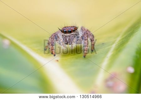 Jumping Spider / Macro Shot Of Jumping Spider of Borneo / Jumping Spider of Borneo