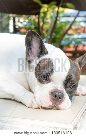 unaware French bulldog on the floor sad dog