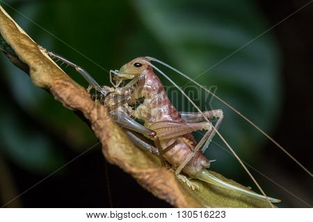 Moulting Katydid, Close-up of Mounlting Katydid of Borneo