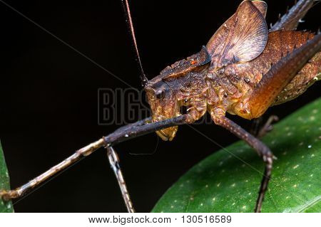 Katydid, Katydid of Borneo, Close-up of Katydid