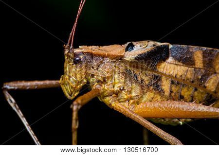 Katydid, Katydid of Borneo, Close-up of Katydid