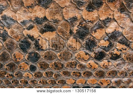 Snake skin texture as a background close-up.
