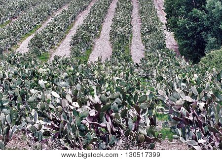 Plantation of Prickly Pear in Sicily Italy Vintage Style Toned Picture