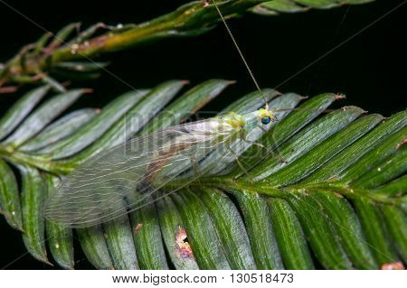 Green Lacewing , Macro of Green Lacewing