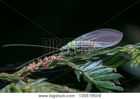Green Lacewing , Macro of Green Lacewing