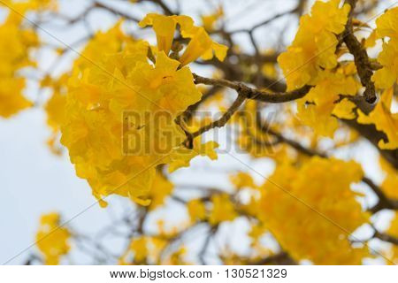 close up Silver trumpet tree Tree of gold. Paraguayan silver trumpet tre