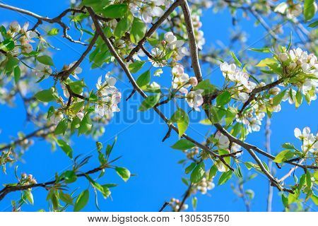 Blooming pear tree with flowers on branches against clear sky, view from below
